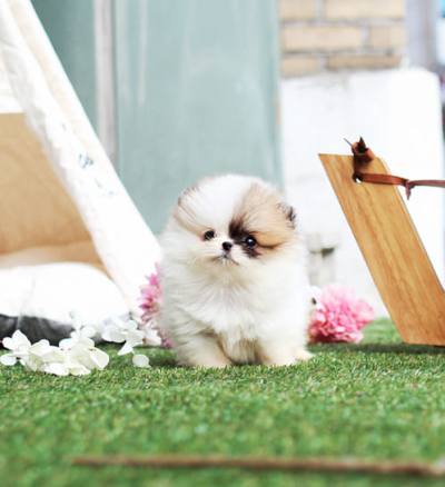 포메라니안 분양