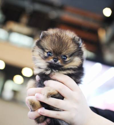 포메라니안 분양