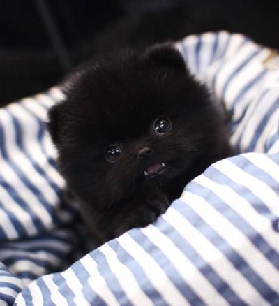 포메라니안 분양