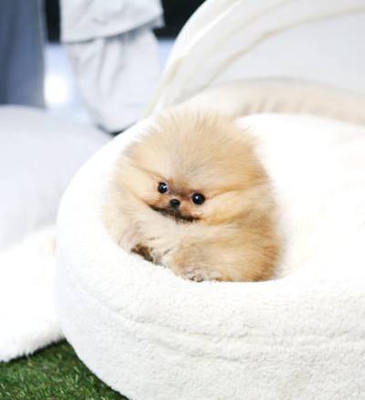 포메라니안 분양