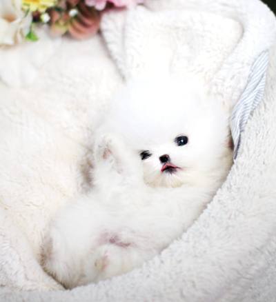 포메라니안 분양