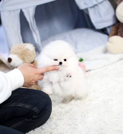 포메라니안 분양