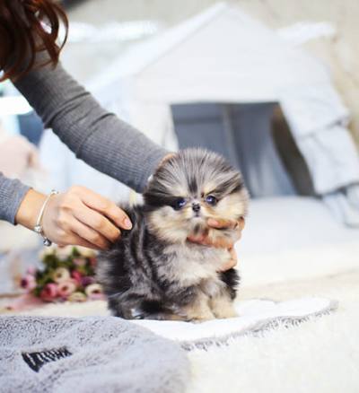 포메라니안 분양