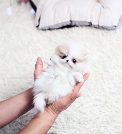 포메라니안 분양