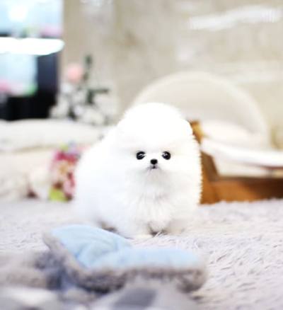 포메라니안 분양