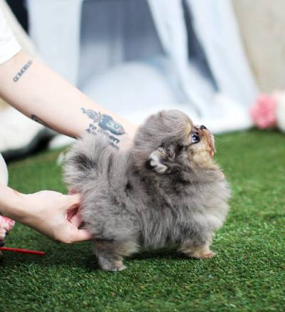 포메라니안 분양