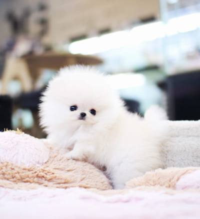 포메라니안 분양