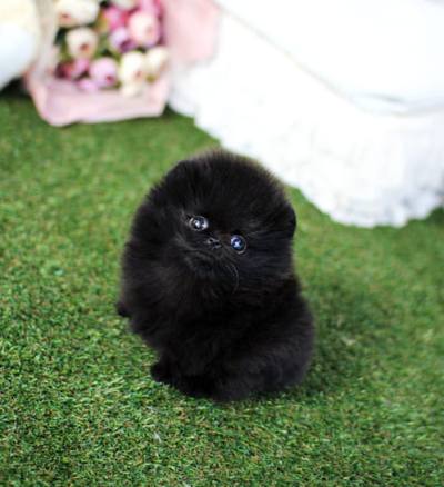 포메라니안 분양