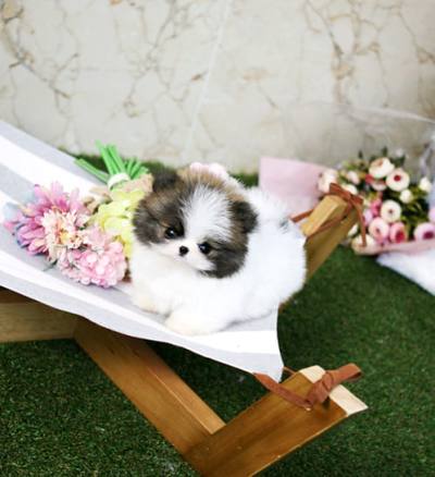 포메라니안 분양