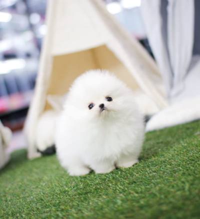 포메라니안 분양