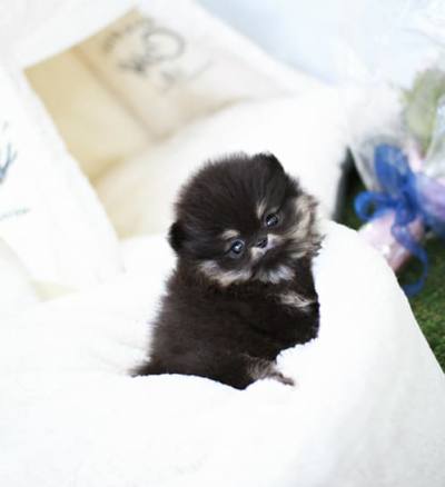 포메라니안 분양