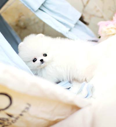 포메라니안 분양