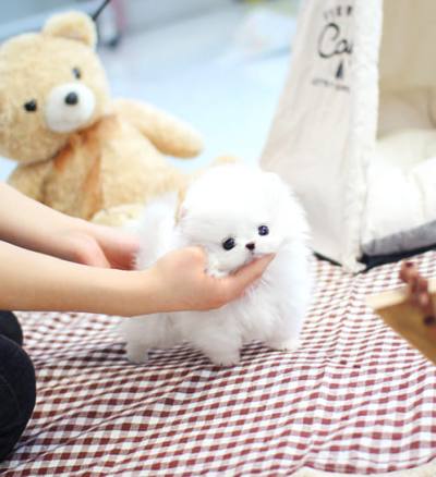 포메라니안 분양