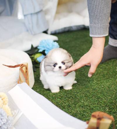 포메라니안 분양