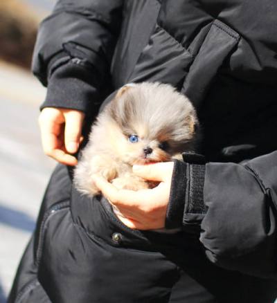 포메라니안 분양