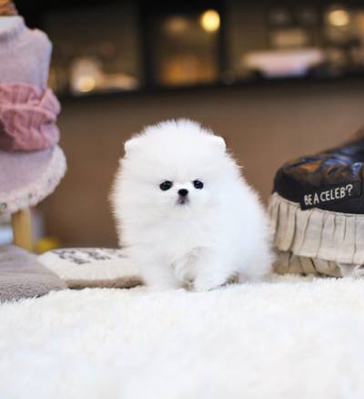 포메라니안 분양