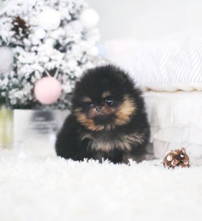 포메라니안 분양