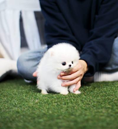 포메라니안 분양