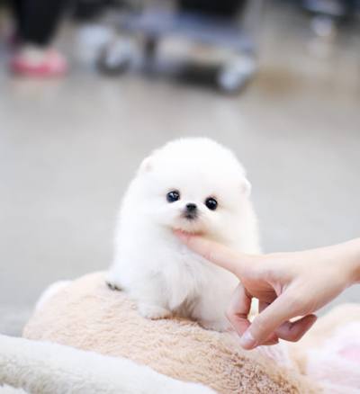 포메라니안 분양