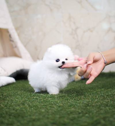 포메라니안 분양