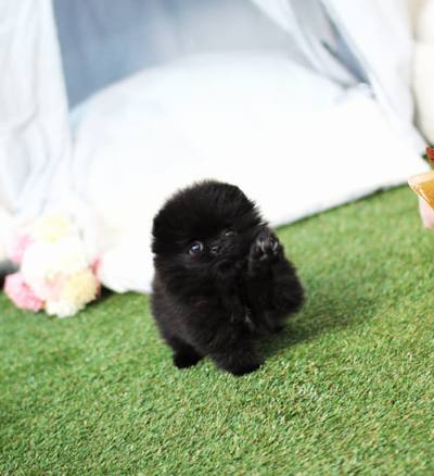 포메라니안 분양