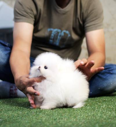 포메라니안 분양