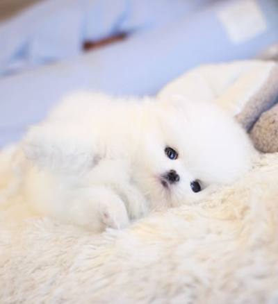 포메라니안 분양