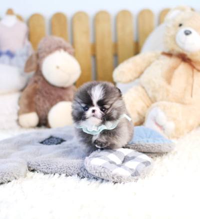 포메라니안 분양