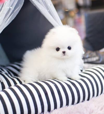 포메라니안 분양