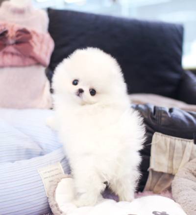 포메라니안 분양