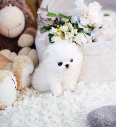 포메라니안 분양