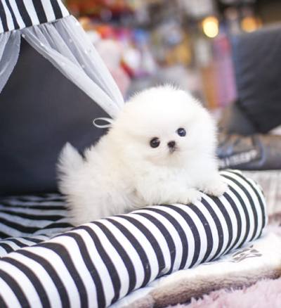 포메라니안 분양