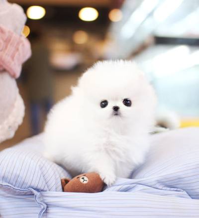 포메라니안 분양