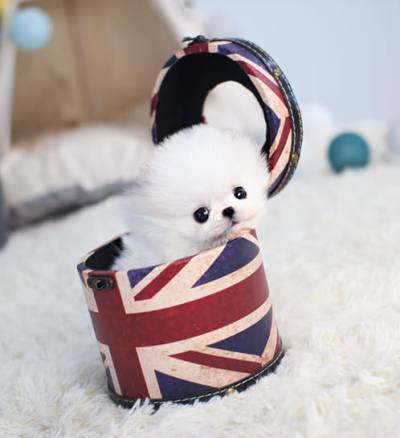 포메라니안 분양