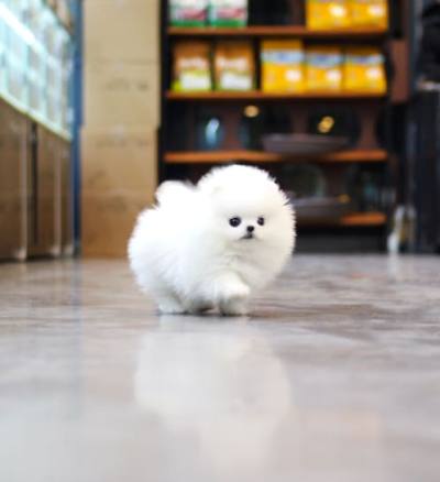 포메라니안 분양