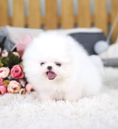 포메라니안 분양