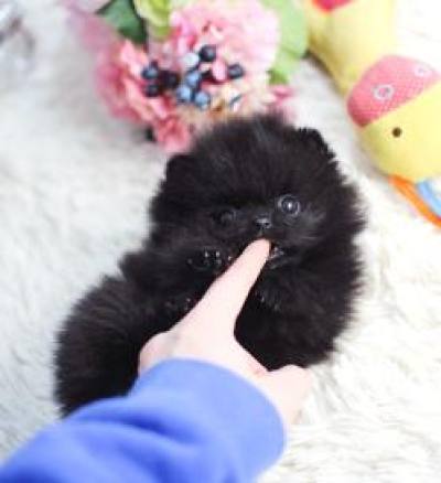 포메라니안 분양