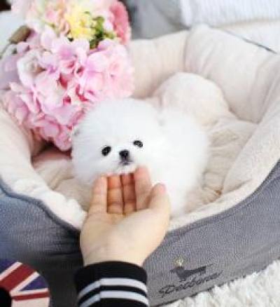 포메라니안 분양