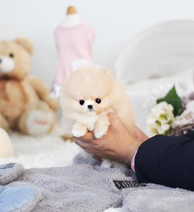 포메라니안 분양