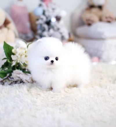 포메라니안 분양