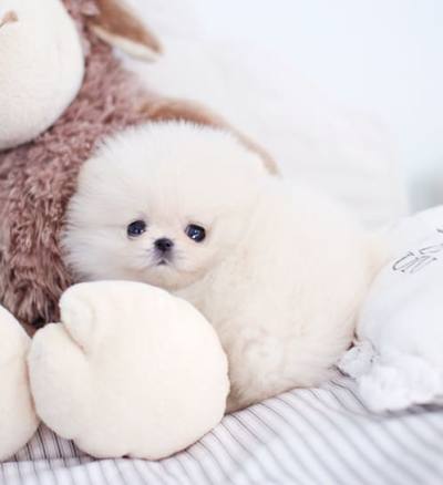 포메라니안 분양