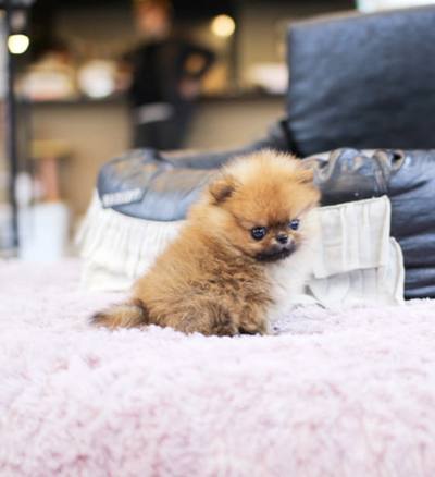 포메라니안 분양