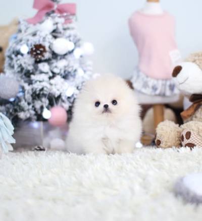 포메라니안 분양