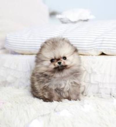 포메라니안 분양