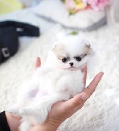 포메라니안 분양