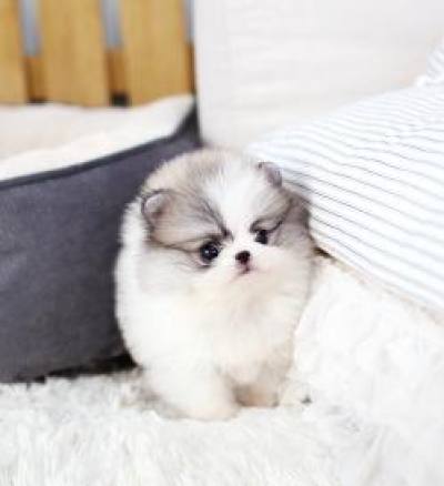 포메라니안 분양