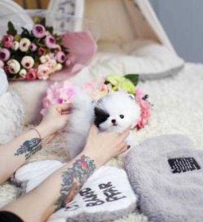 포메라니안 분양