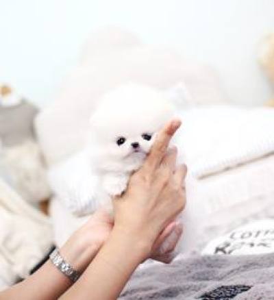 포메라니안 분양