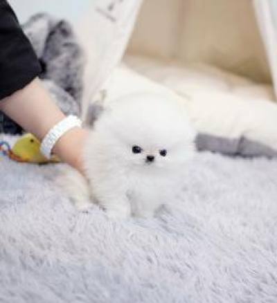 포메라니안 분양