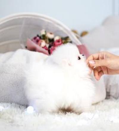 포메라니안 분양